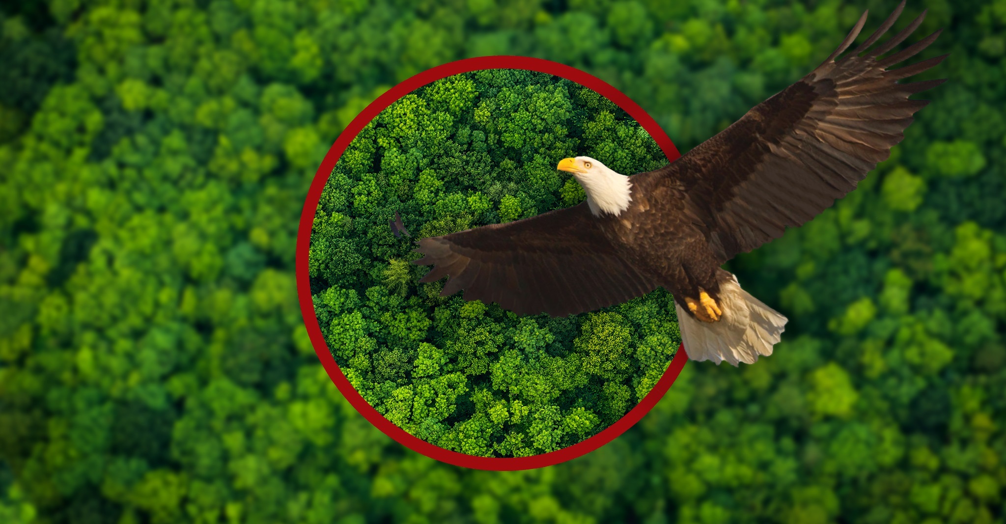 What Is Eagle Eye Vision? - All About Vision