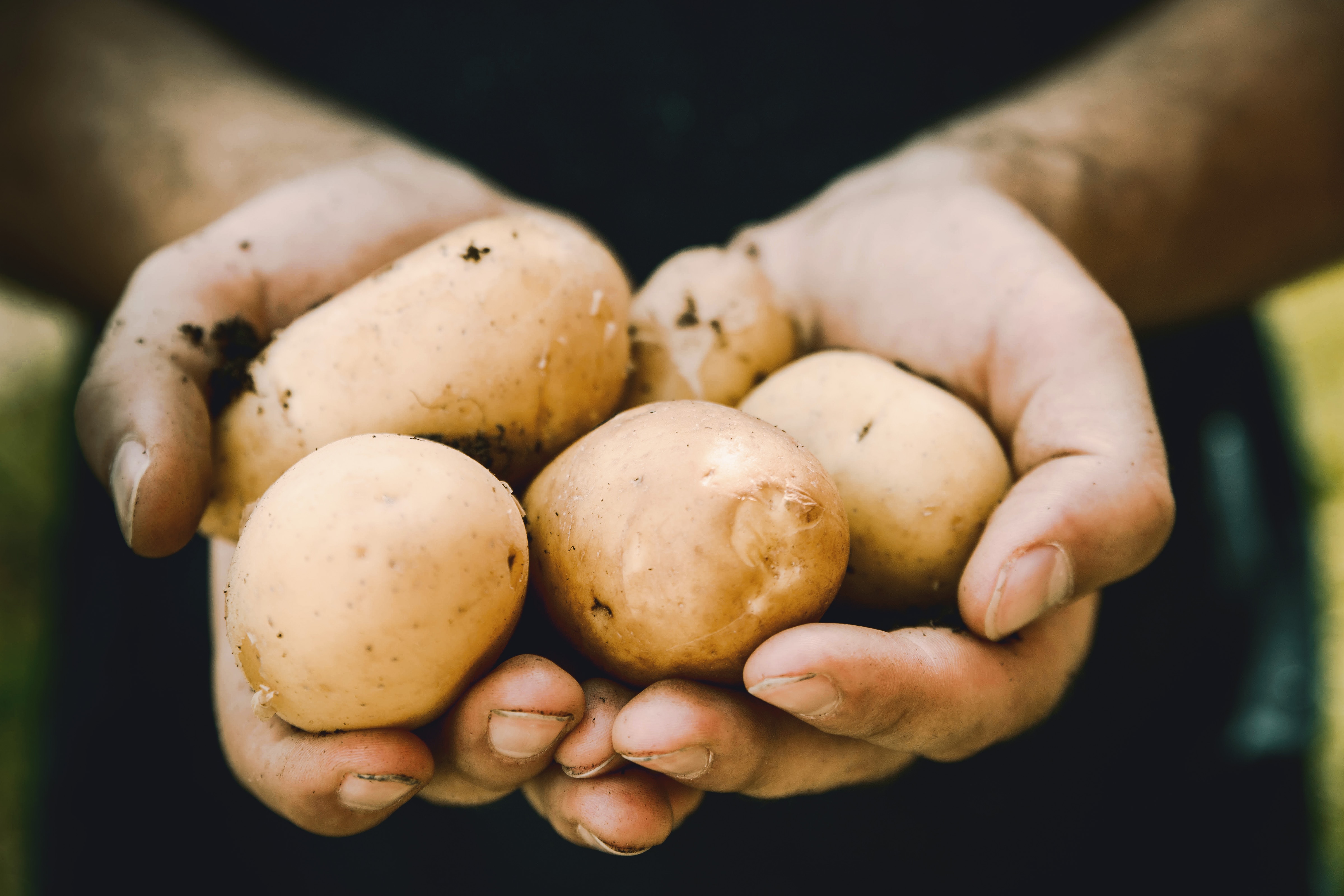 Potato potential in South America | Vitafoods Insights